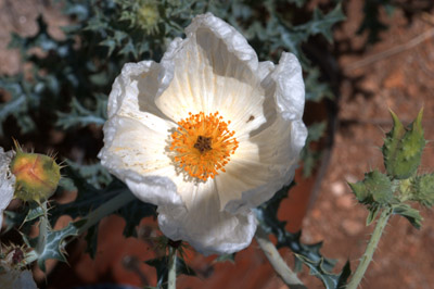 Closeup of the flowers of the crested prickly poppy (a.k.a. scatter-spined prickly poppy) <em>Argemone polyanthemos</em>.